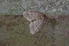 Operophtera fagata