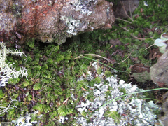Hymenophyllum capense