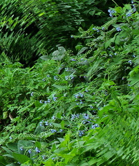 Symphytum caucasicum