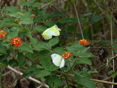 Aphrissa statira statira