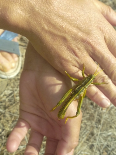 Sardinian Stone Grasshopper