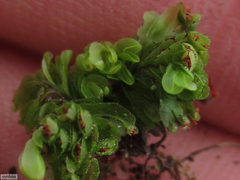 Hymenophyllum capense