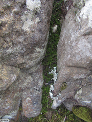 Hymenophyllum capense