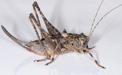 Neduba