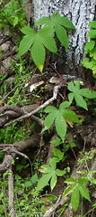 Humulus scandens
