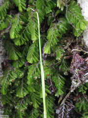 Hymenophyllum capense