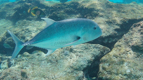 Caranx ignobilis