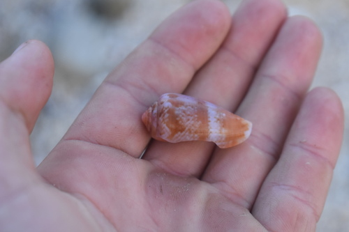 Conus tinianus observed 2025-05-17