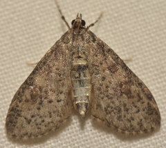 Palpita arsaltealis