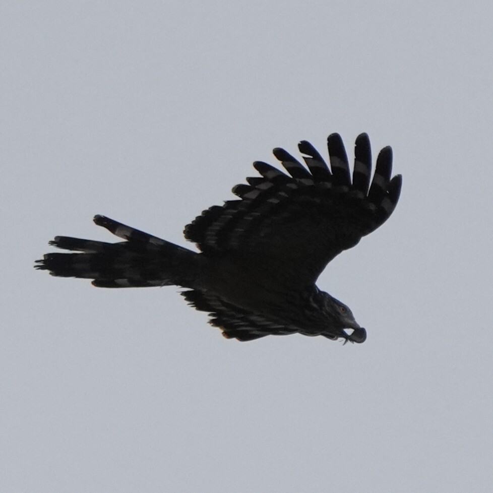Long-tailed Honey Buzzard (Henicopernis longicauda), photo 2
