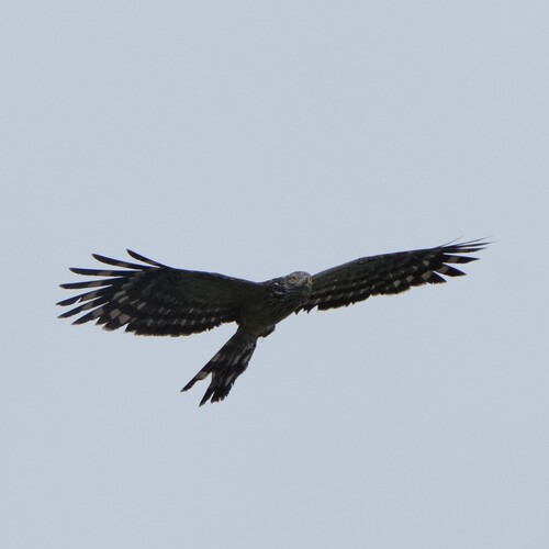 Long-tailed Honey Buzzard (Henicopernis longicauda)