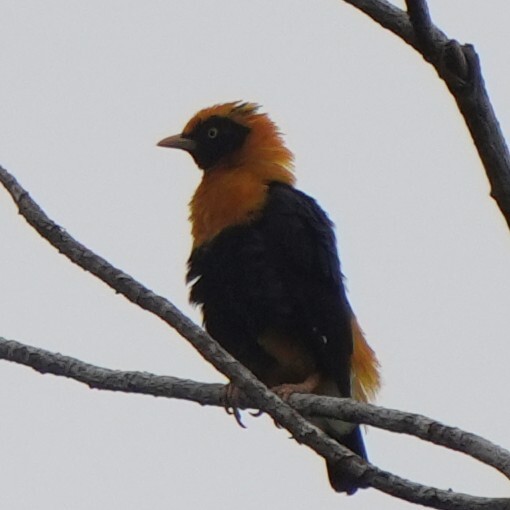Golden Myna (Mino anais), photo 2