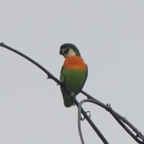 Dusky-cheeked Fig-Parrot illustration