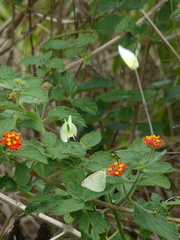 Aphrissa statira statira