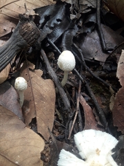 Leucocoprinus cretaceus
