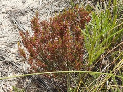 Erica rubiginosa