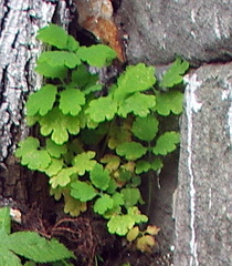 Chelidonium asiaticum