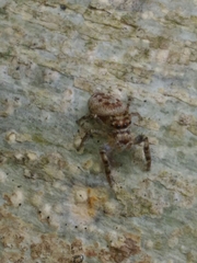 Dendryphantes