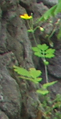 Chelidonium asiaticum