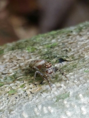 Dendryphantes