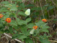 Aphrissa statira statira