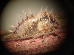 Spissistilus festinus