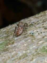 Dendryphantes