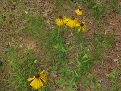 Helenium campestre
