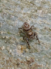 Dendryphantes