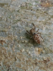 Dendryphantes