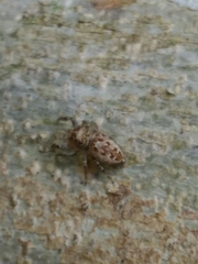 Dendryphantes