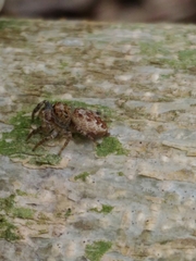 Dendryphantes