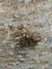 Dendryphantes