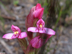 Disa vaginata