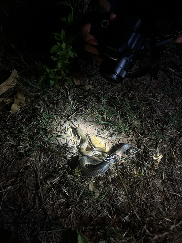 Murphy's Mud Snake