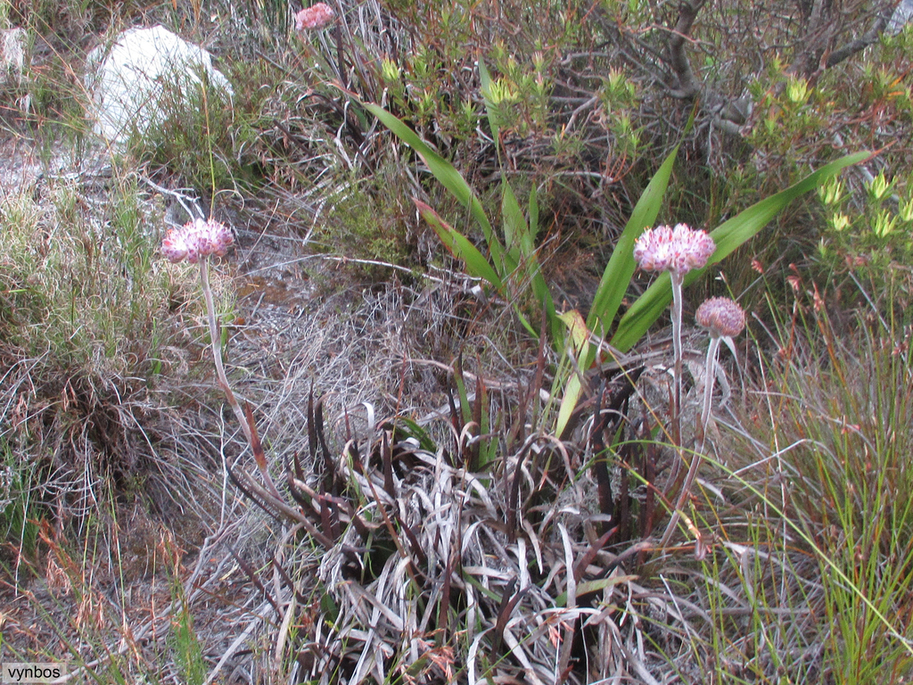 Dilatris corymbosa (Dilatris corymbosa)
