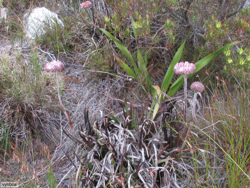 Dilatris corymbosa (Dilatris corymbosa)