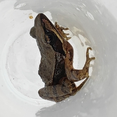 Weining Frog photo 2