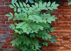Fraxinus mandshurica