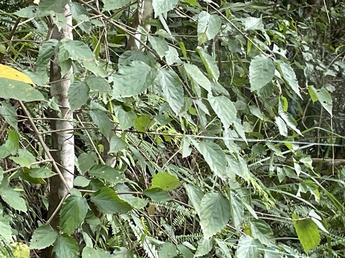 Viburnum erosum f. erosum iNat (3)