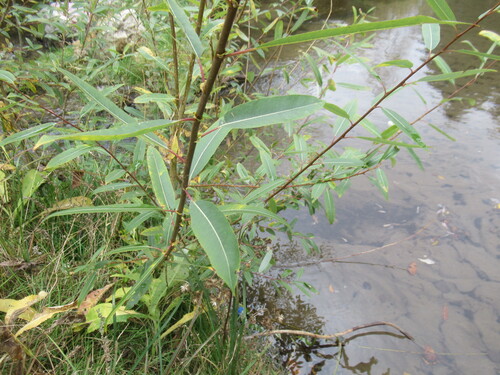 Salix rorida, photograph 5