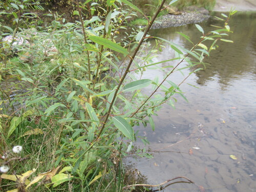 Salix rorida, photograph 6
