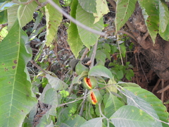 Tabernaemontana tomentosa