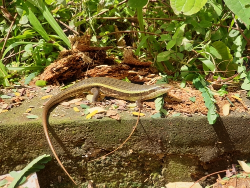 Hambegamuwa Sun Skink, Eutropis lankae