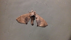 Apatelodes torrefacta