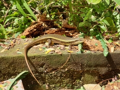 Eutropis lankae