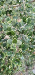 Buxus sempervirens