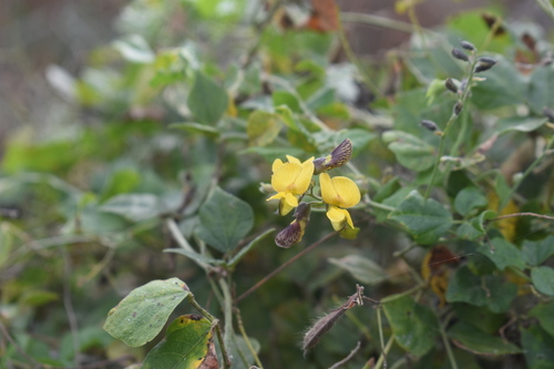 Caribbean snoutbean (Rhynchosia caribaea)