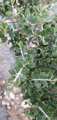 Buxus sempervirens