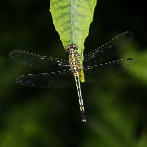 Chalky Percher photo 6